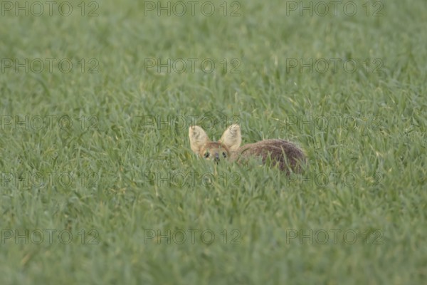 Chinese water deer (Hydropotes inermis) adult animal sitting in a farmland cereal field, England, United Kingdom