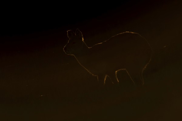 Chinese water deer (Hydropotes inermis) silhouette of an adult animal backlite in a fenland field at sunset, England, United Kingdom