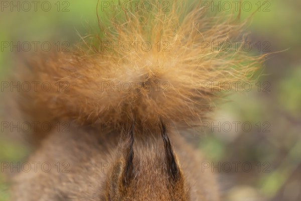 Red squirrel (Sciurus vulgaris) adult animal close up of its tail and ears, England, United Kingdom