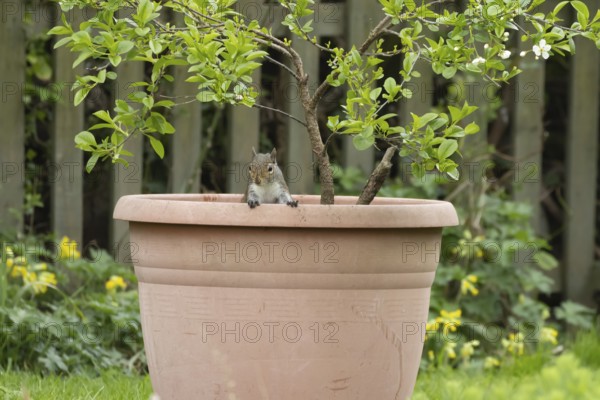 Grey squirrel (Sciurus carolinensis) adult animal in a garden plant pot, England, United Kingdom