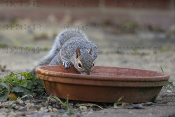 Grey squirrel (Sciurus carolinensis) adult animal drinking from a garden plant pot saucer, England, United Kingdom