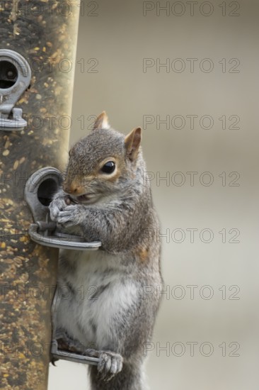 Grey squirrel (Sciurus carolinensis) adult animal feeding from a garden bird feeder filled with seeds, England, United Kingdom