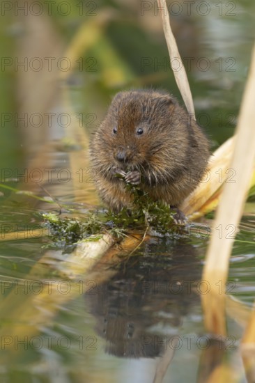 Water vole (Arvicola amphibius) adult animal eating pond weed in a lake, England, United Kingdom