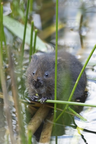 Water vole (Arvicola amphibius) adult animal eating a reed stem in a lake, England, United Kingdom