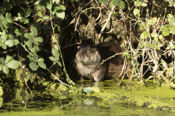 European otter (Lutra lutra) adult animal on the edge of an urban lake, England, United Kingdom