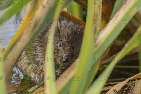 Water vole (Arvicola amphibius) adult animal eating a reed stem in a lake, England, United Kingdom