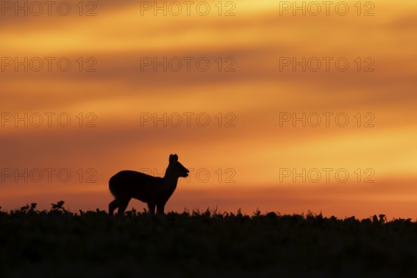 Chinese water deer (Hydropotes inermis) silhouette of an adult animal feeding in a farmland field at sunset, England, United Kingdom