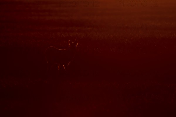 Chinese water deer (Hydropotes inermis) adult animal rim lite in a farmland cereal field at sunset, England, United Kingdom