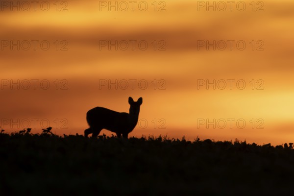 Chinese water deer (Hydropotes inermis) silhouette of an adult animal in a farmland field at sunset, England, United Kingdom