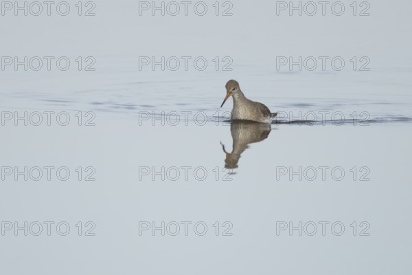 Common redshank (Tringa totanus) adult wading bird in water of a coastal lagoon, England, United Kingdom