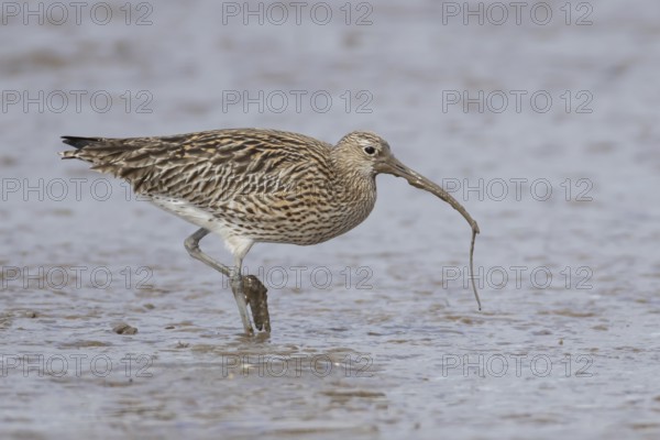 Eurasian curlew (Numenius arquata) adult wading bird with a lugworm for food in its beak on a mudflat, England, United Kingdom