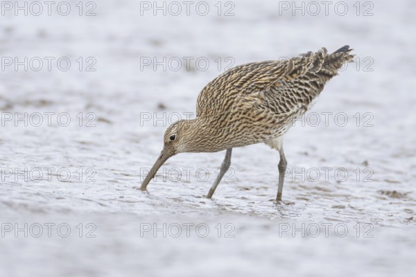 Eurasian curlew (Numenius arquata) adult wading bird searching for food on a mudflat, England, United Kingdom