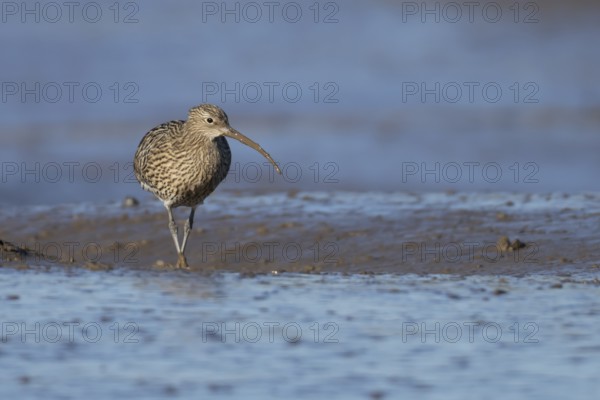 Eurasian curlew (Numenius arquata) adult wading bird walking on a mudflat, England, United Kingdom