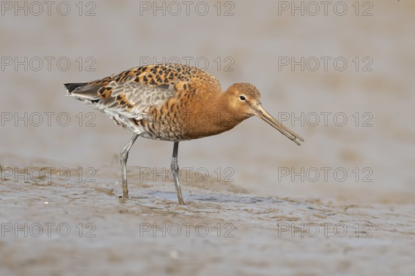Black tailed godwit (Limosa limosa) adult male wading bird in summer plumage feeding on a coastal mudflat, England, United Kingdom