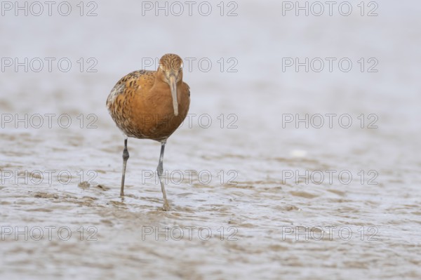Black tailed godwit (Limosa limosa) adult male wading bird in summer plumage on a coastal mudflat, England, United Kingdom