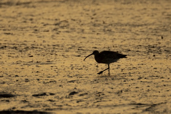 Eurasian curlew (Numenius arquata) silhouette of an adult wading bird searching for food on a mudflat at sunset, England, United Kingdom