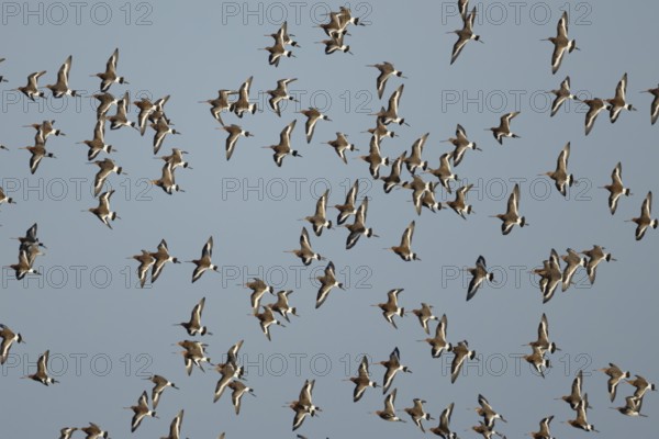 Black tailed godwit (Limosa limosa) adult wading birds flying in a flock, England, United Kingdom