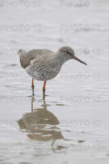 Common redshank (Tringa totanus) adult wading bird on a mudflat, England, United Kingdom