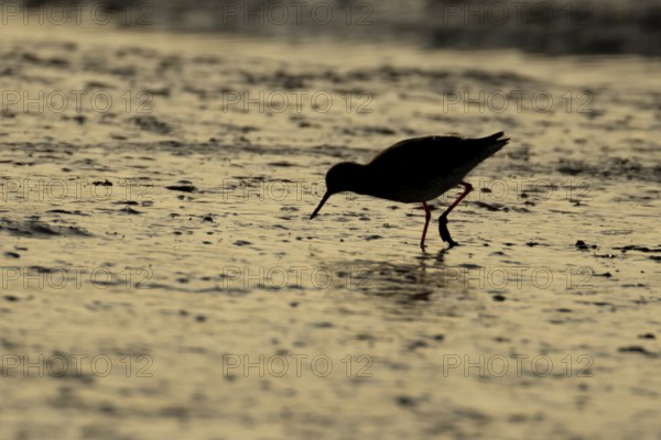 Common redshank (Tringa totanus) silhouette of an adult wading bird on a coastal mudflat at sunset, England, United Kingdom