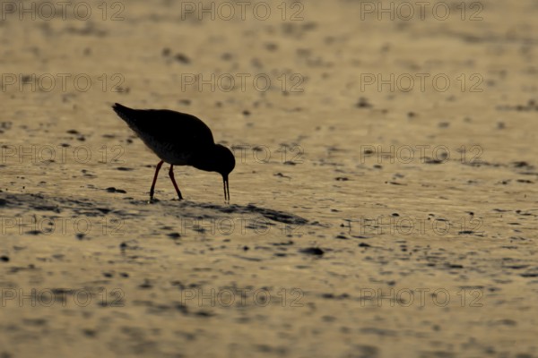 Common redshank (Tringa totanus) silhouette of an adult wading bird feeding on a coastal mudflat at sunset, England, United Kingdom