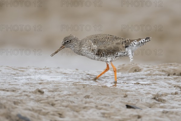 Common redshank (Tringa totanus) adult wading bird on a coastal mudflat, England, United Kingdom