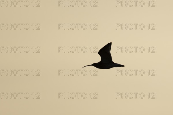 Eurasian curlew (Numenius arquata) silhouette of an adult wading bird flying at sunset, England, United Kingdom