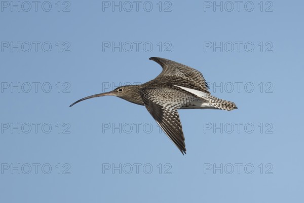 Eurasian curlew (Numenius arquata) adult wading bird flying, England, United Kingdom
