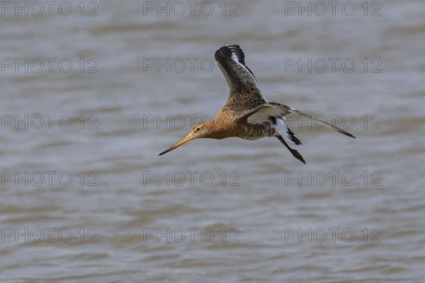 Black tailed godwit (Limosa limosa) adult male wading bird in summer plumage flying over a coastal lagoon, England, United Kingdom