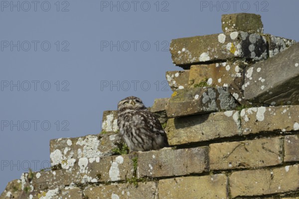 Little owl (Athene noctua) adult bird on an old brick building, England, United Kingdom