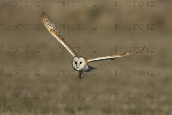 Barn owl (Tyto alba) adult bird in flight over a farmland field, England, United Kingdom