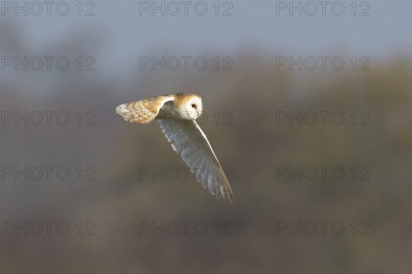 Barn owl (Tyto alba) adult bird in flight, England, United Kingdom