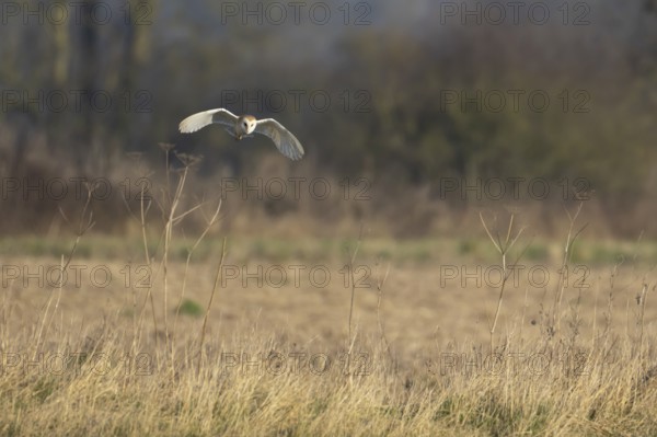 Barn owl (Tyto alba) adult bird in flight hunting in the countryside, England, United Kingdom