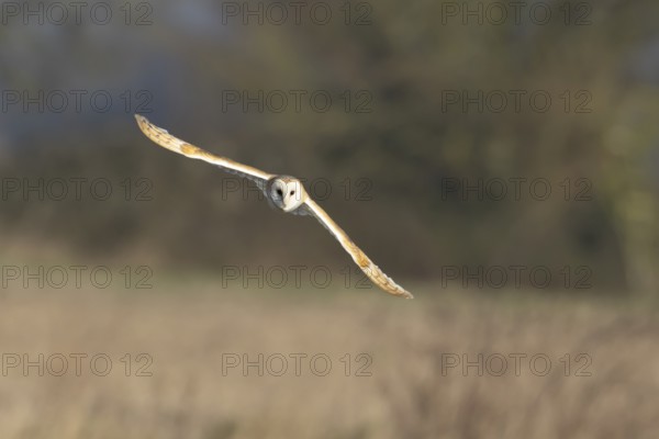 Barn owl (Tyto alba) adult bird in flight hunting over a farmland field, England, United Kingdom