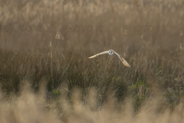 Barn owl (Tyto alba) adult bird in flight hunting over marshland, England, United Kingdom