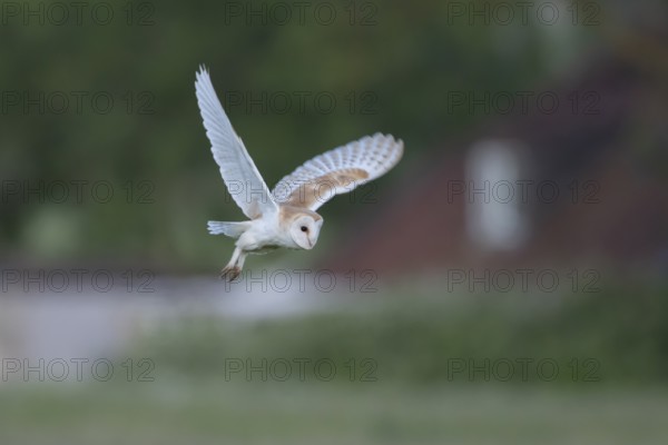 Barn owl (Tyto alba) adult bird flying, England, United Kingdom