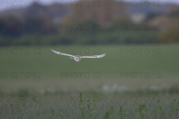 Barn owl (Tyto alba) adult bird in flight hunting over countryside, England, United Kingdom