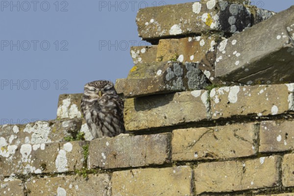 Little owl (Athene noctua) adult bird sleeping on an old brick building, England, United Kingdom