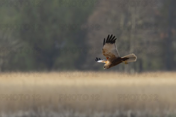 Marsh harrier (Circus aeruginosus) adult bird of prey flying over a reedbed, England, United Kingdom