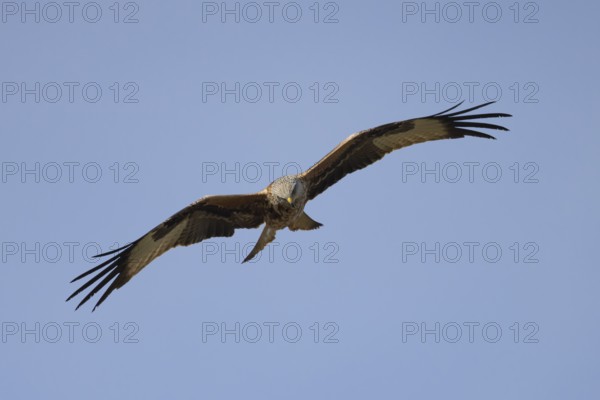 Red kite (Milvus milvus) adult bird of prey flying, England, United Kingdom