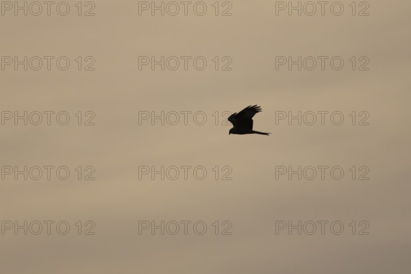 Red kite (Milvus milvus) silhouette of an adult bird of prey flying at sunset, England, United Kingdom