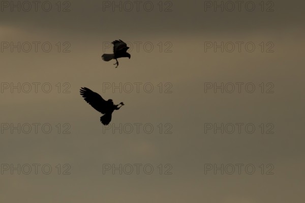 Marsh harrier (Circus aeruginosus) silhouette of two adult birds of prey in flight performing a food pass at sunset, England, United Kingdom