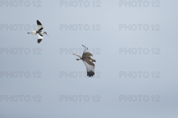 Marsh harrier (Circus aeruginosus) adult bird of prey flying being mobbed by a Pied avocet, England, United Kingdom