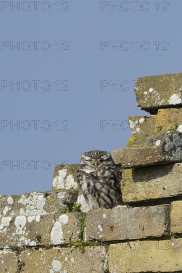 Little owl (Athene noctua) adult bird sleeping on an old brick building, England, United Kingdom