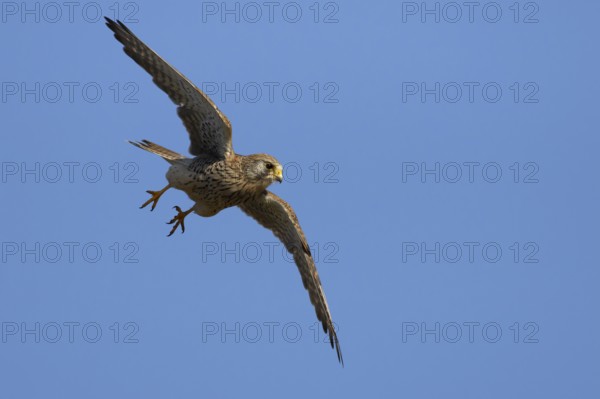 Common kestrel (Falco tinnunculus) adult bird of prey flying, England, United Kingdom