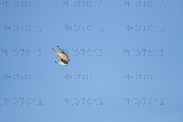 Common kestrel (Falco tinnunculus) adult bird of prey flying diving down for prey, England, United Kingdom