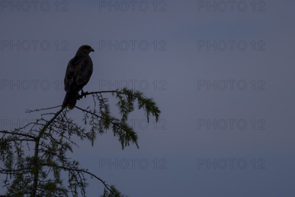 Common buzzard (Buteo buteo) silhouette of an adult bird on a tree at sunset, England, United Kingdom