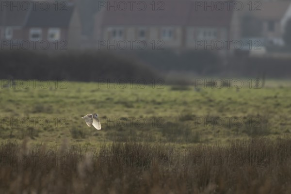 Barn owl (Tyto alba) adult bird in flight hunting over marshland with houses in the background, England, United Kingdom