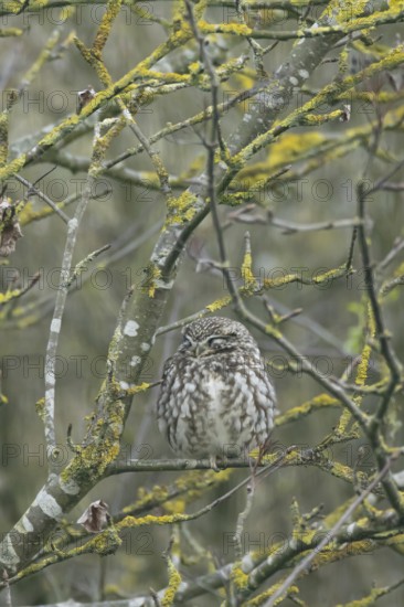 Little owl (Athene noctua) adult bird sleeping in a tree, England, United Kingdom