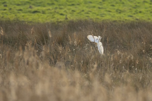 Barn owl (Tyto alba) adult bird diving in flight hunting over marshland, England, United Kingdom