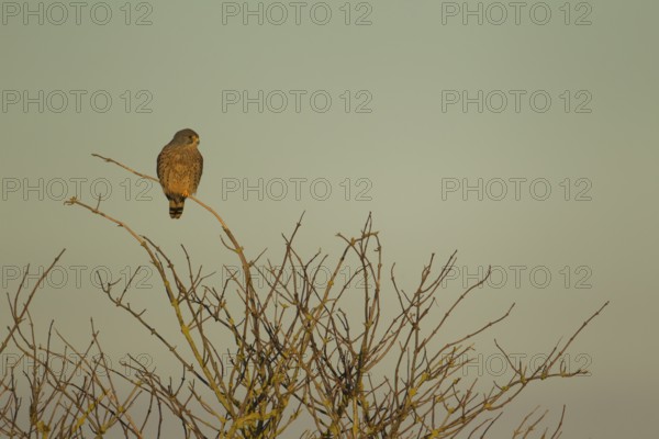 Common kestrel (Falco tinnunculus) adult bird of prey perched in a tree, England, United Kingdom